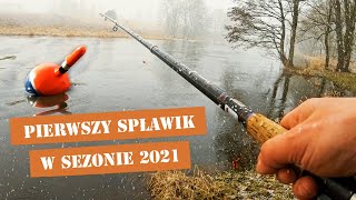 PIERWSZE ŁOWIENIE na SPŁAWIK w SEZONIE 2021  WĘDKARSTWO i PRZYSTAWKA SPŁAWIKOWA [upl. by Kcirdor266]