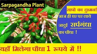 sarpagandha plant  rauwolfia plant  natural snake repellent plants sarpagandha plant uses [upl. by Goldina]