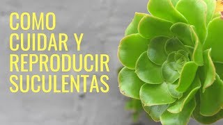 Como Cuidar y Reproducir SUCULENTAS 2023cactusmanos de tierra [upl. by Jeni]