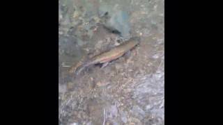 Small Steam Fly Fishing Oct 2019 Pt 2 sightfishing [upl. by Anilegnave824]