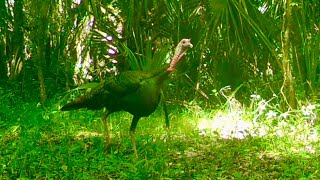 2024 Florida Spring Gobbler [upl. by Shama]