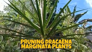 Dracaena Marginata pruning care guide [upl. by Kettie171]