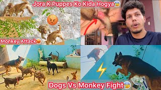 Dogs Or Monkeys Ki Kai Ghanto Tak Ladai Chali😰 Jora K Puppes Ki Halat Kharab Hogye😢Chot Lag Gye [upl. by Adnopoz]