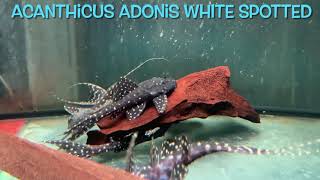 Acanthicus adonis WHITE SPOTTED [upl. by Orravan216]