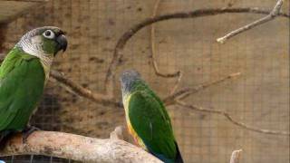 Parrot Facts  Green Cheek Conure aviary [upl. by Akialam]