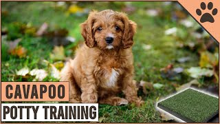 How To Potty Train A Cavapoo Puppy  Dog World [upl. by Larissa305]