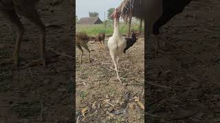 Game fowl cross in my farm [upl. by Torres]