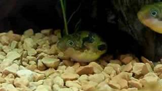 Dwarf Puffer 13 Breeding behavior Part 1 [upl. by Vins529]