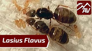 Lasius Flavus The Yellow Medow Ants  Ant Guide [upl. by Delaney521]