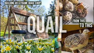 EVERYTHING QUAIL INCUBATING HATCHING BUILDING AFRAME QUAIL COOP amp MOVING OUTSIDE [upl. by Sirah]