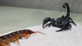 Centipede vs Scorpion [upl. by Jordison989]