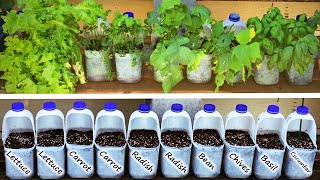 GROW Vegetables in MILK Bottles and SAVE Money [upl. by Muhcan]