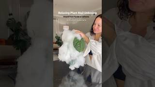 Anthurium Luxurians Plant Unboxing [upl. by Ciredor386]