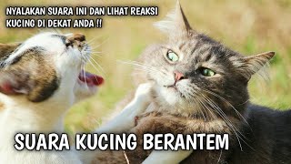 SUARA KUCING BERANTEM  Dijamin 100  Garang [upl. by Wind]