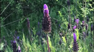 KARABAŞOTU Lavandula stoechas faydaları [upl. by Leviralc]