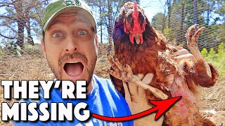 Chickens Molting Or Something Else 9 REASONS Chickens LOSE Feathers And What To Do About It [upl. by Feldstein13]