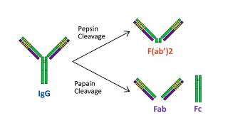 Antigen Antibody interactions [upl. by Nnazil]