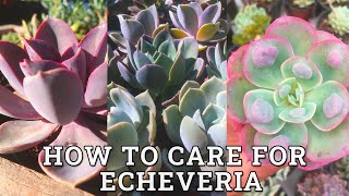 How To Care For ECHEVERIA Succulents [upl. by Norrie275]