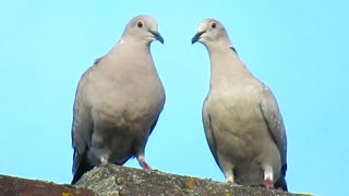 Eurasian Collared Doves Mating  Dove Coo Sounds [upl. by Naelopan]