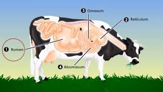 El sistema digestivo de la vaca [upl. by Lisab]