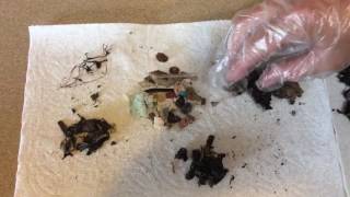 Inside the Bolus Laysan Albatrosses and Plastic Ingestion – May 26 2017 [upl. by Rexanne]