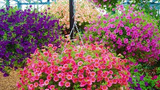 How to Plant Million Bells Hanging Basket Guide [upl. by Robinson205]