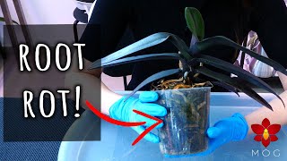 My Orchid Is Dying Phalaenopsis Orchid Rescue Repotting [upl. by Airekat]