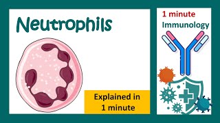 Neutrophils  Function of neutrophils in 1 minute  1 minute immunology  Neutrophils amp bacteria [upl. by Ahtnicaj]