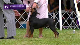 German Pinschers  Breed Judging 2021 [upl. by Revned]