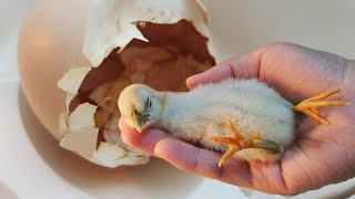 병아리 키우기  아기 병아리의 엄마가 되는 과정 The Process Of Becoming a Mother Of Baby Chicks [upl. by Teodorico]