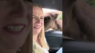 VLOG im Serengeti Park Hodenhagen [upl. by Redna]