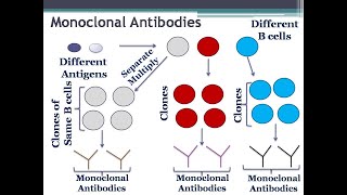 Monoclonal Antibodies Definition and Types [upl. by Bennet]