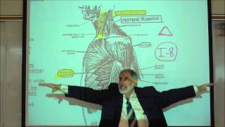 ANATOMY MUSCLES OF THE SHOULDER amp UPPER ARM by Professor Fink [upl. by Aikahc]