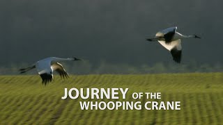 Journey of the Whooping Crane [upl. by Dyane]