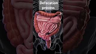 Defecation processstool pass processintestinal activity [upl. by Ramilahs]