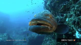 Fish that rule Lake Malawi racing dolphins amp reef animals [upl. by Anikehs]