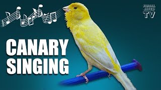 Bird Sounds  Canary Singing  Melodies Canary Bird Song  Training Video  Faisal Javed TV [upl. by Arannahs]