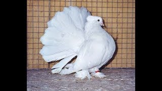 Awesome white Fantail Pigeons [upl. by Judus978]