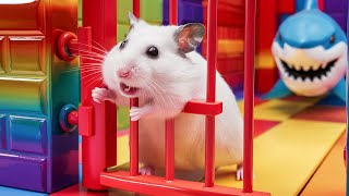 Hamster Escape the Rainbow Prison Maze  Hamsters Great Escape [upl. by Kwasi]