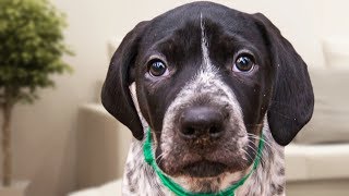 German Shorthaired Pointer Videos Compilation [upl. by Aleda]