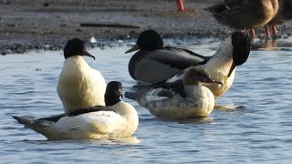 Tracze  Common mergansers [upl. by Elehcor]