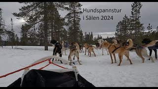 Hundspannstur i Sälen 2024 [upl. by Acsot911]