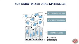 Nonkeratinized Oral Epithelium Oral Mucous Membrane bds dental dentistry dentistryworld oral [upl. by Renmus840]