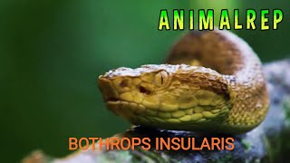 LA SERPIENTE quotBOTHROPS INSULARISquot [upl. by Einre]