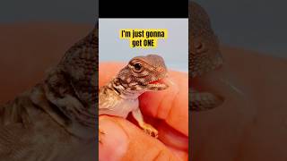 UROMASTYX BABIES Uromastyx flavifasciata orange banded reptiles uromastyx [upl. by Nilrev]