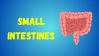 Small Intestines and Large Intestines  Their Complete Features  Mesenteries  Neurovascular Supply [upl. by Athalia]