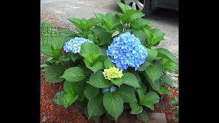 An Easy Guide for Pruning Macrophylla Hydrangea Plants [upl. by Elcin]