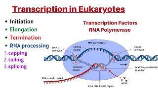 Transcription in Eukaryotes Initiation Elongation Termination Transcription Factors amp RNA processing [upl. by Tichonn]