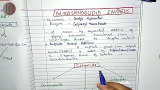 Glycosphingolipid Synthesis and Degradation  Lipid Metabolism  Doctor Z [upl. by Fidole]