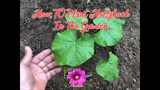 How To Plant Hollyhock In Your Garden 🌺hollyhock gardening gardenflowers flowers gardeningtips [upl. by Annas]